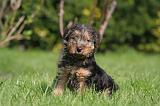 WELSH TERRIER 003